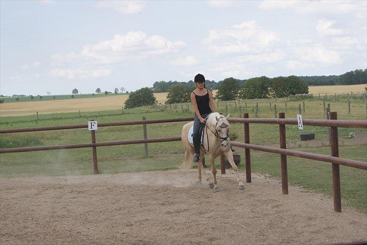 Tysk Sportspony Lolita A-pony* billede 11