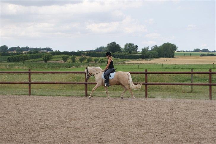 Tysk Sportspony Lolita A-pony* billede 10