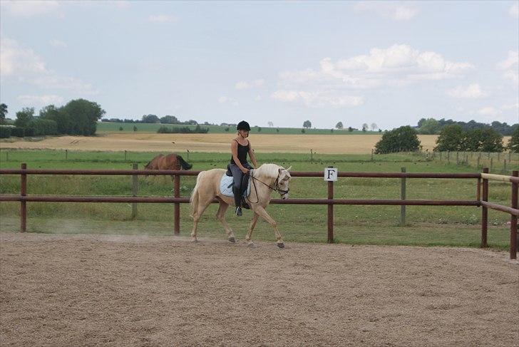 Tysk Sportspony Lolita A-pony* billede 6