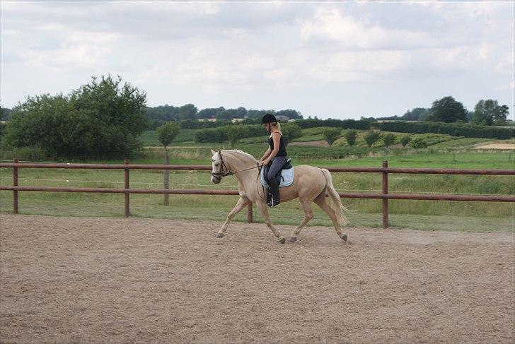 Tysk Sportspony Lolita A-pony* billede 5