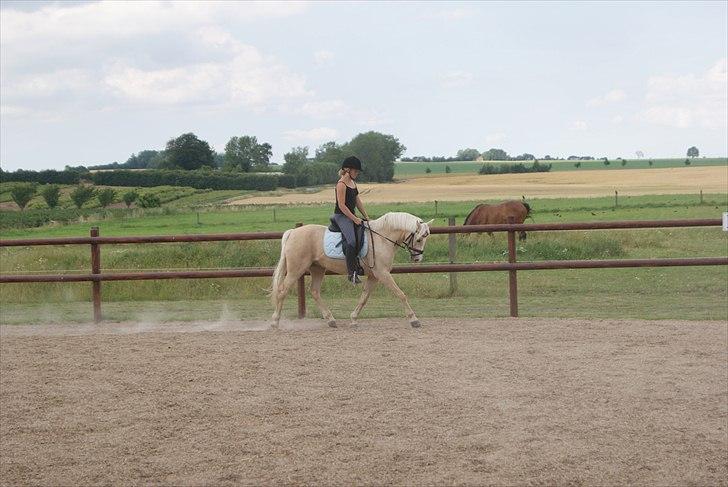 Tysk Sportspony Lolita A-pony* billede 7