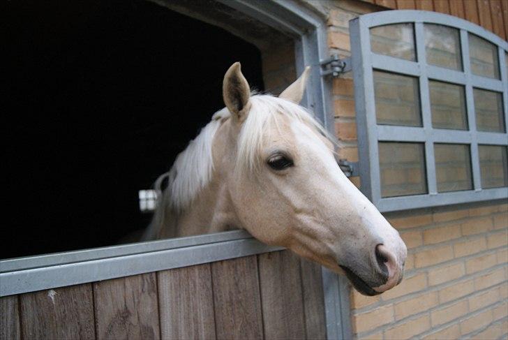 Tysk Sportspony Lolita A-pony* billede 4