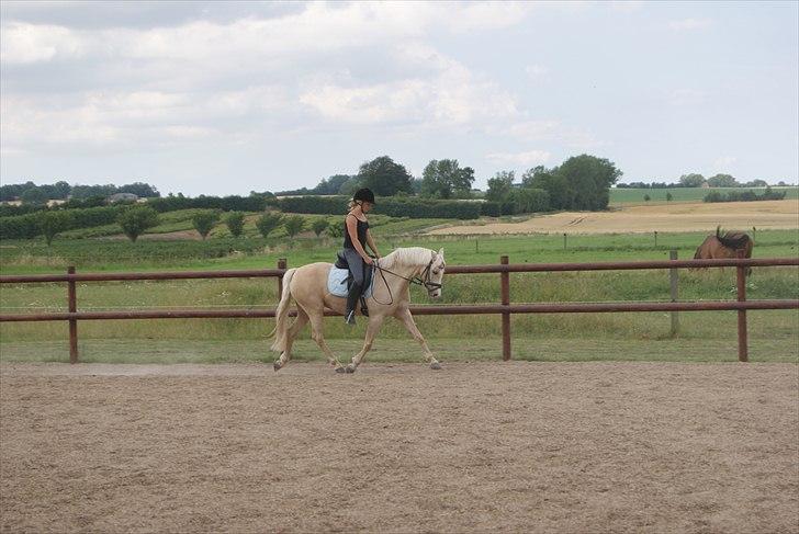 Tysk Sportspony Lolita A-pony* billede 9