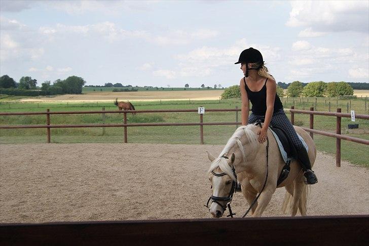 Tysk Sportspony Lolita A-pony* billede 3