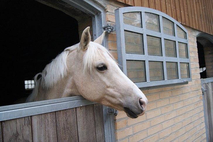 Tysk Sportspony Lolita A-pony* billede 13