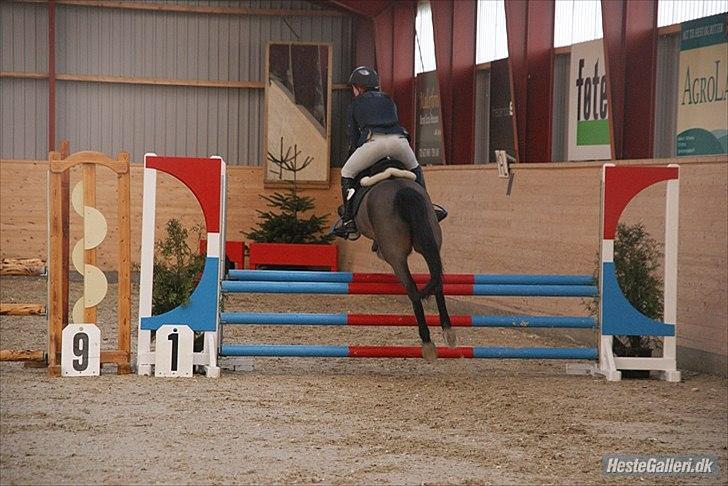 Welsh Pony af Cob-type (sec C) *victoria madly billede 20