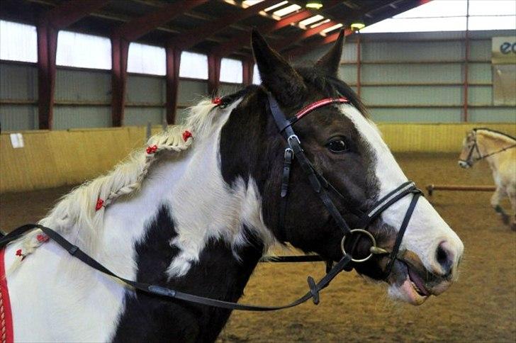 Pinto mugie billede 11