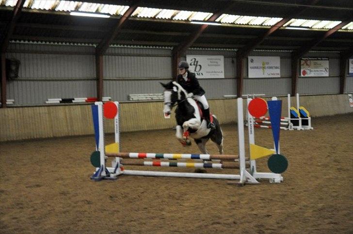 Pinto mugie billede 13