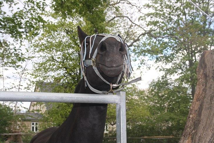 Anden særlig race Beautiful Girl billede 13