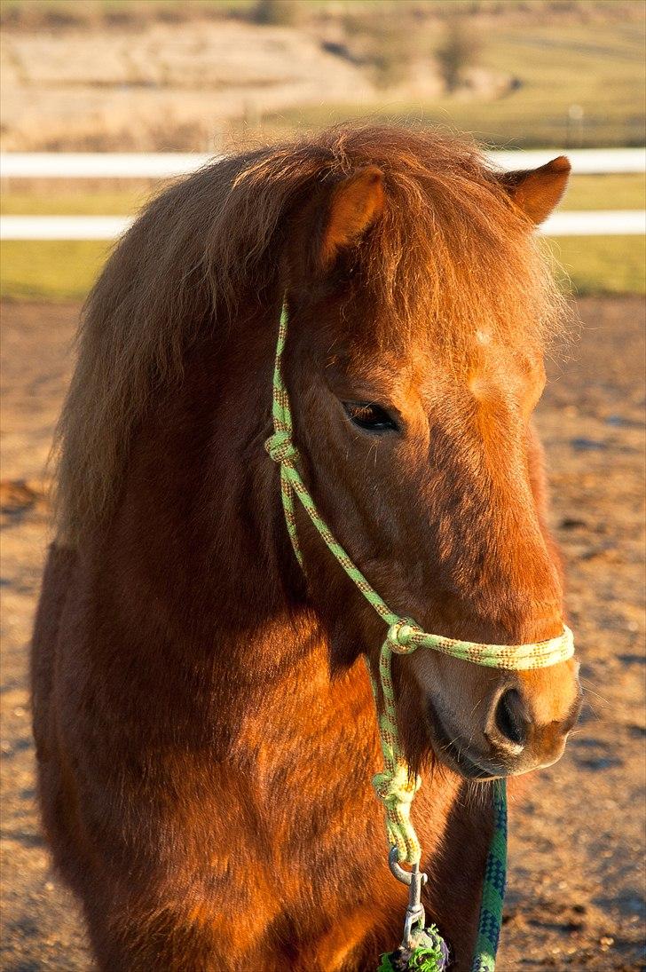 Anden særlig race Shang - Verdens sødeste bamse pony <3 billede 1