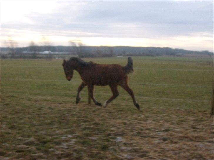 Anden særlig race Temptation billede 9