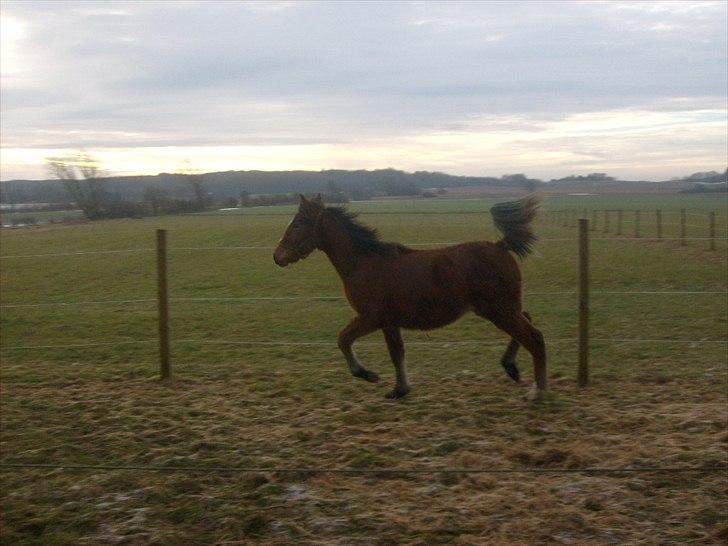 Anden særlig race Temptation billede 10