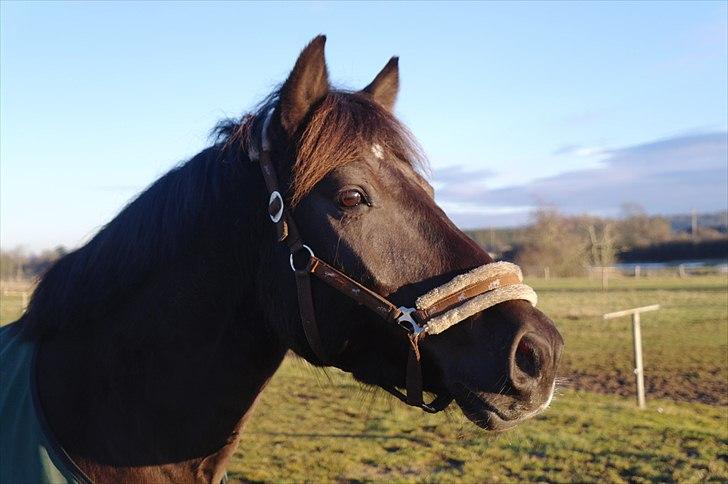Anden særlig race Zephyr (Solgt) billede 19