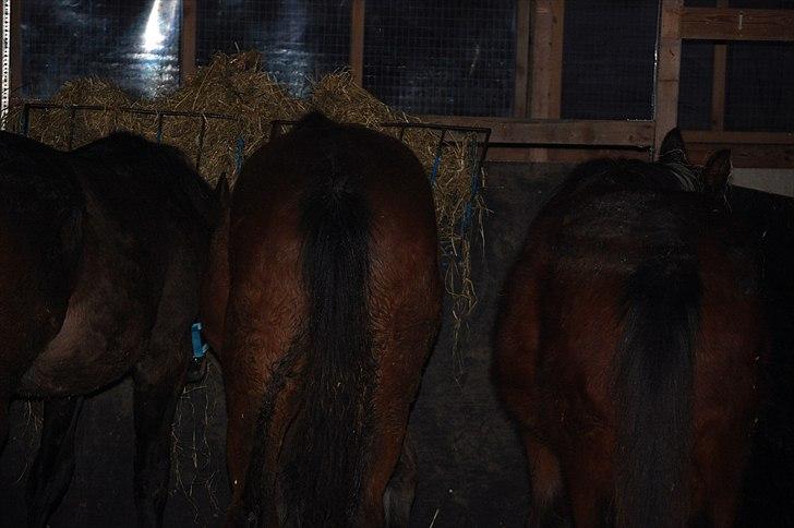 Dansk Varmblod Castor - Det er hyggeligere at spise når man er flere billede 18