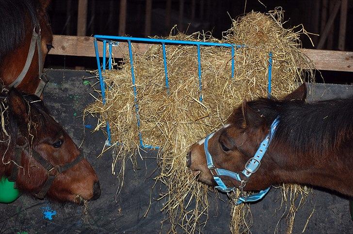 Dansk Varmblod Castor - Calles 2 venner Indy og Burrito billede 19