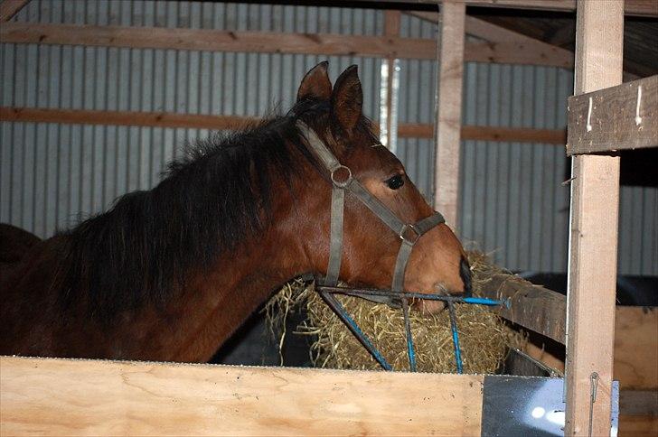 Dansk Varmblod Castor - Søde Calle billede 20