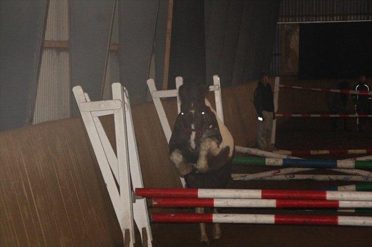 Anden særlig race Sally - sally, løsspringning på ANE 10/11 ~ lidt dårlig kvali´ men belysningen var ikke for god:/ sorry. billede 5