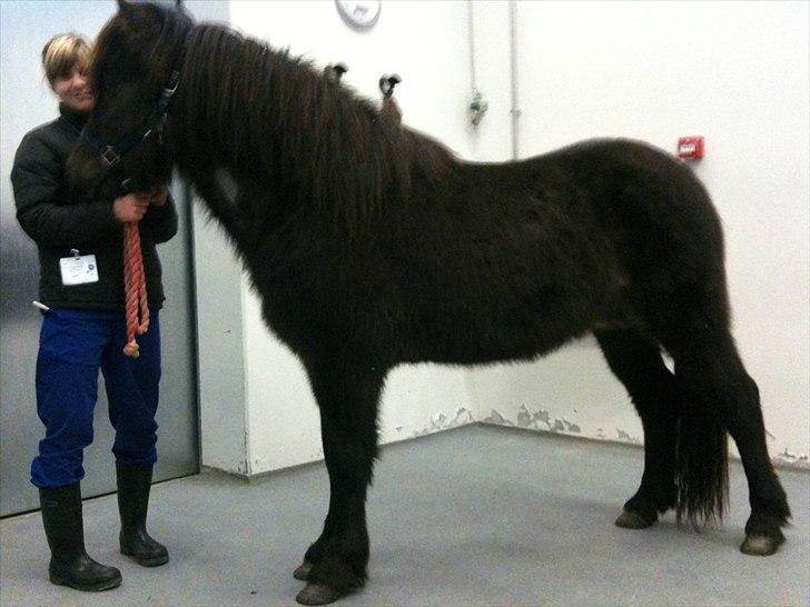 Islænder Djass fra Engholm billede 14