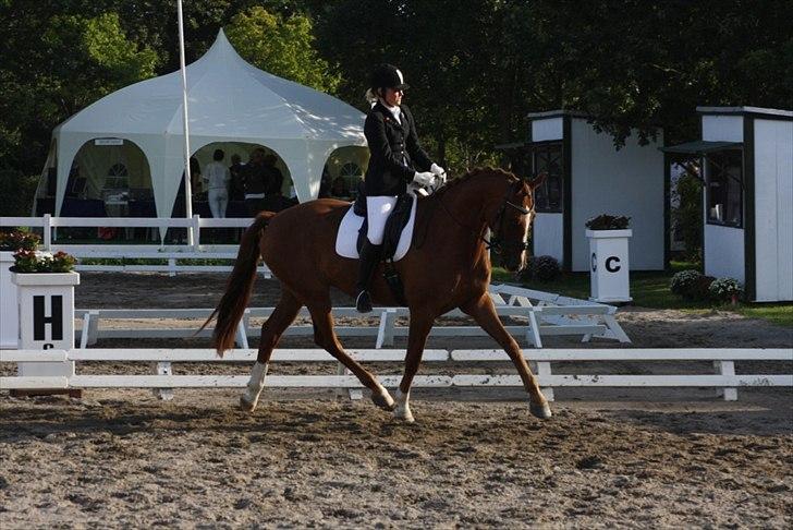 Dansk Varmblod Mi Amor (Solgt) billede 17