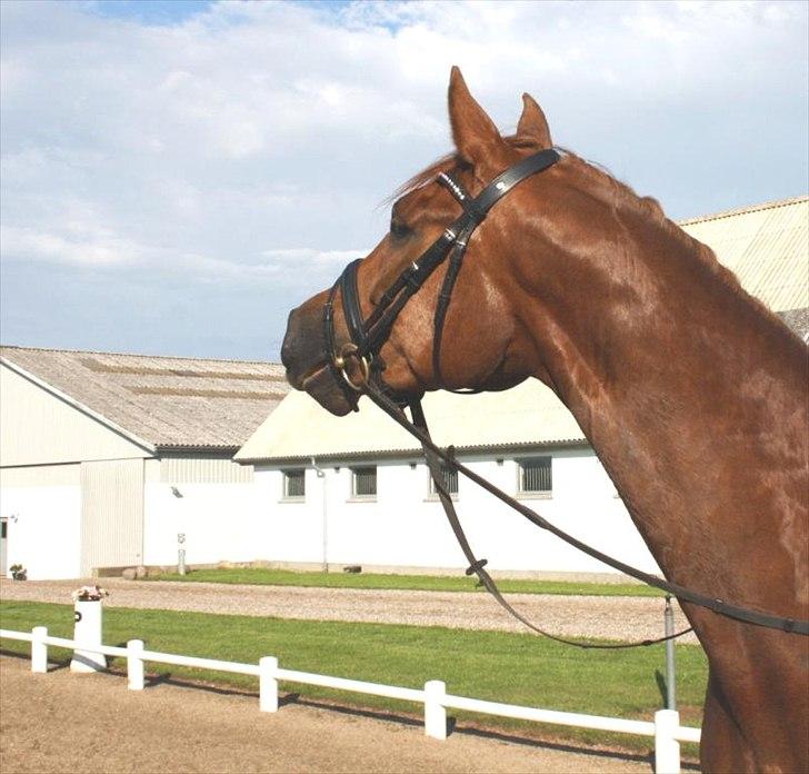 Dansk Varmblod Mi Amor (Solgt) billede 18