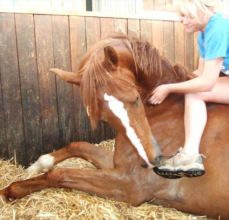 Dansk Varmblod Mi Amor (Solgt) billede 19