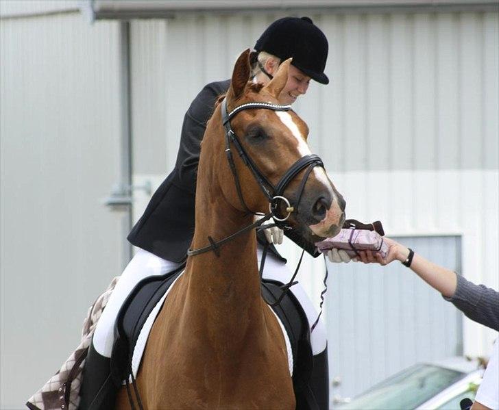 Dansk Varmblod Mi Amor (Solgt) billede 20