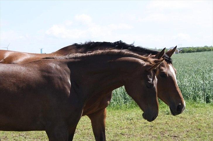 Dansk Varmblod Mi Dieu  billede 1