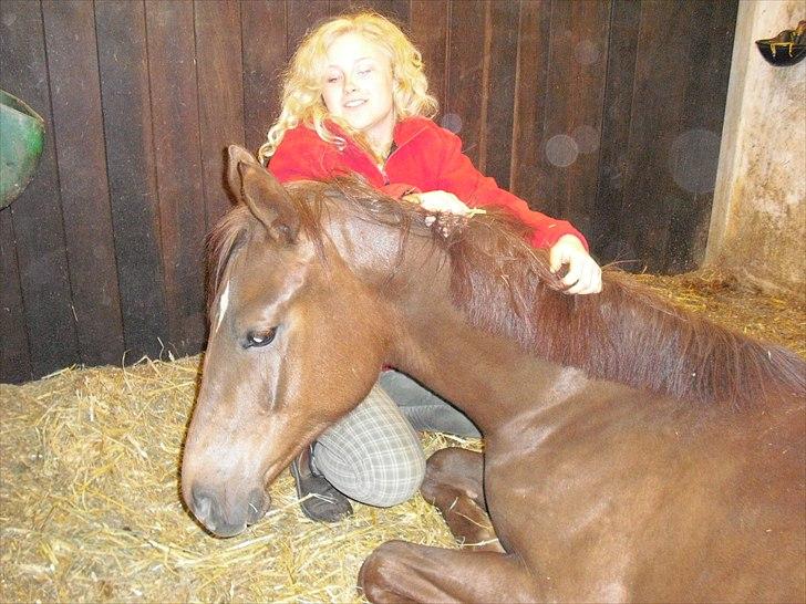 Dansk Varmblod Mi Dieu  billede 2