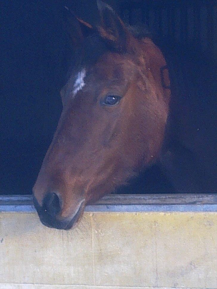 Anden særlig race Dreamcatcher billede 3