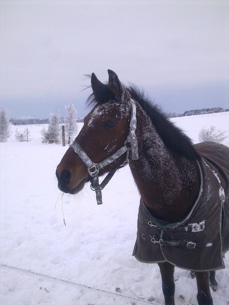 Anden særlig race Dreamcatcher - Dream i sneen, og har vidst lige rullet sig en tur:P
2010 billede 4