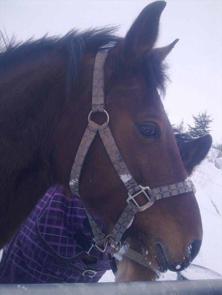 Anden særlig race Dreamcatcher billede 6