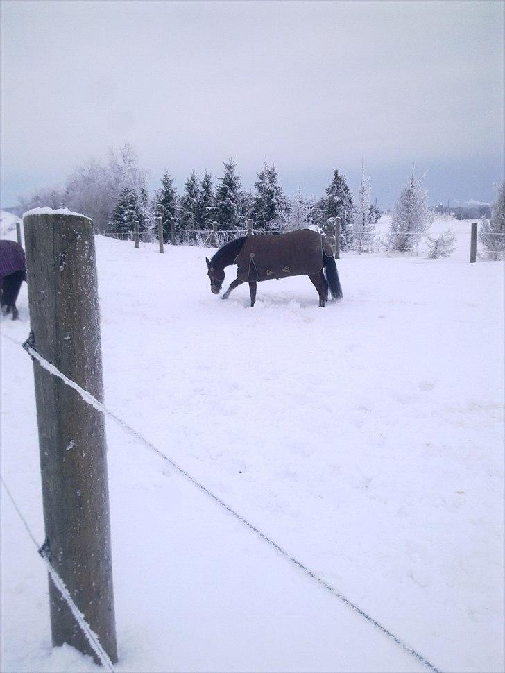 Anden særlig race Dreamcatcher - sne til knæene:b billede 7