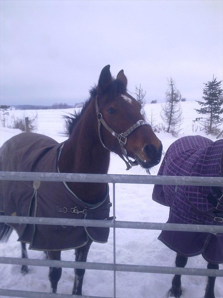 Anden særlig race Dreamcatcher billede 8