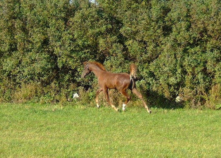 Dansk Varmblod Mi Dieu  billede 3