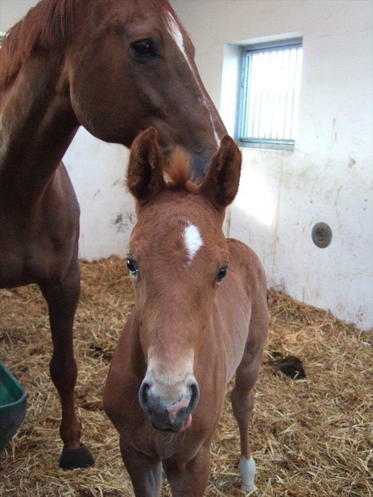 Dansk Varmblod Mi Dieu  billede 5