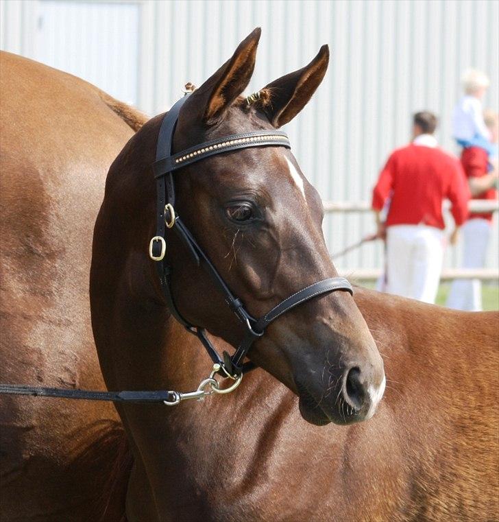 Dansk Varmblod Mi Dieu  billede 6