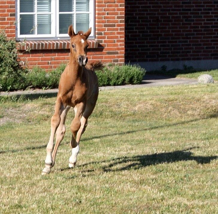 Dansk Varmblod Mi Dieu  billede 8