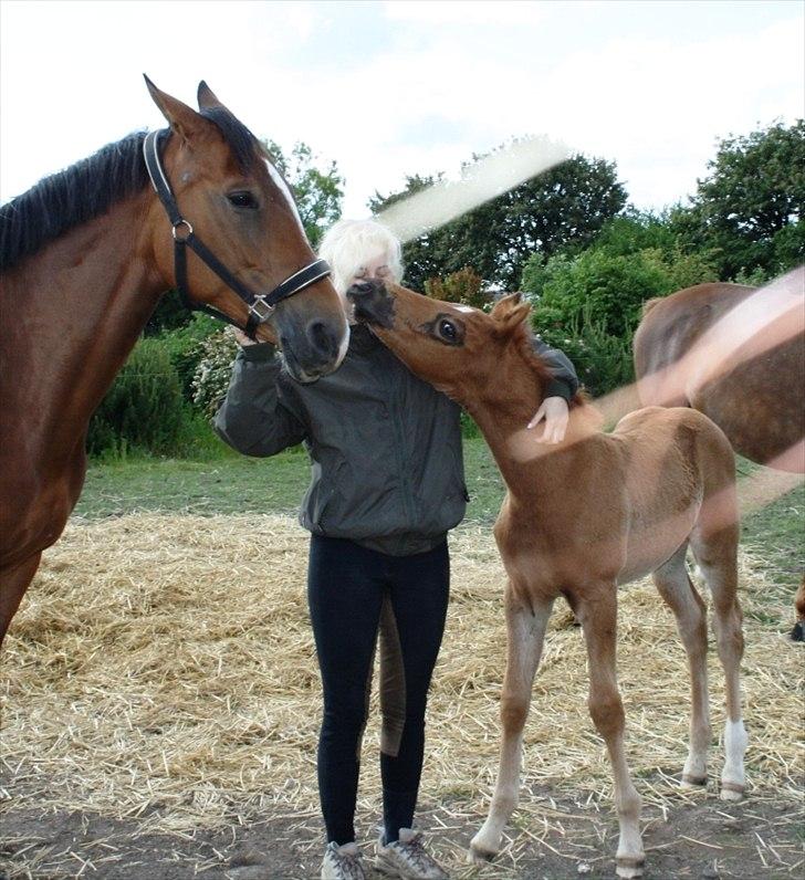 Dansk Varmblod Mi Dieu  billede 9