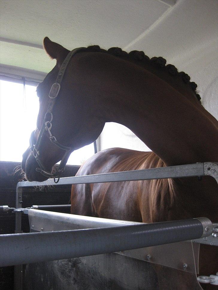 Anden særlig race Daisy - Billede er taget i 2010 billede 14