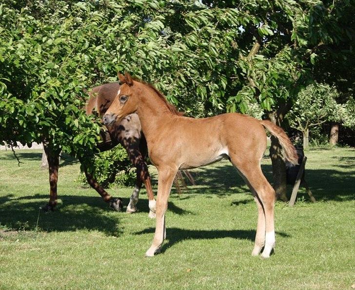 Dansk Varmblod Mi Dieu  billede 12