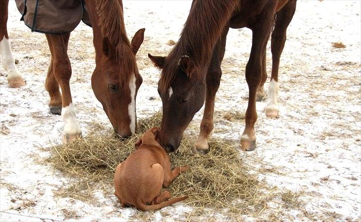 Dansk Varmblod Mi Dieu  billede 13
