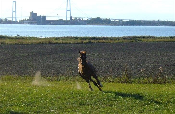 Dansk Varmblod Mi Dieu  billede 14