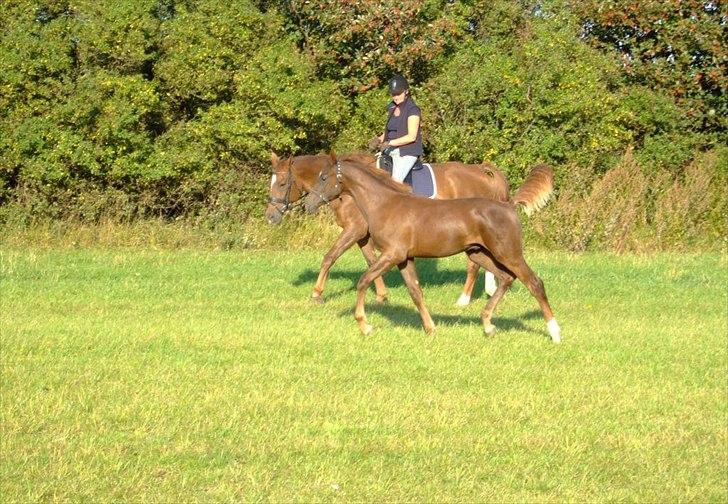 Dansk Varmblod Mi Dieu  billede 15