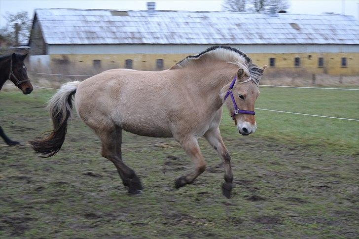 Fjordhest Chanell - Weeee!! billede 10