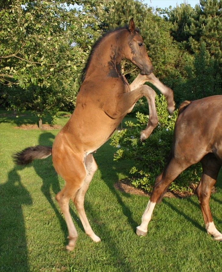 Dansk Varmblod Mi Diór billede 1