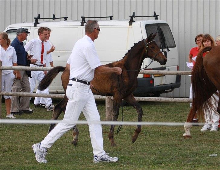 Dansk Varmblod Mi Diór billede 2