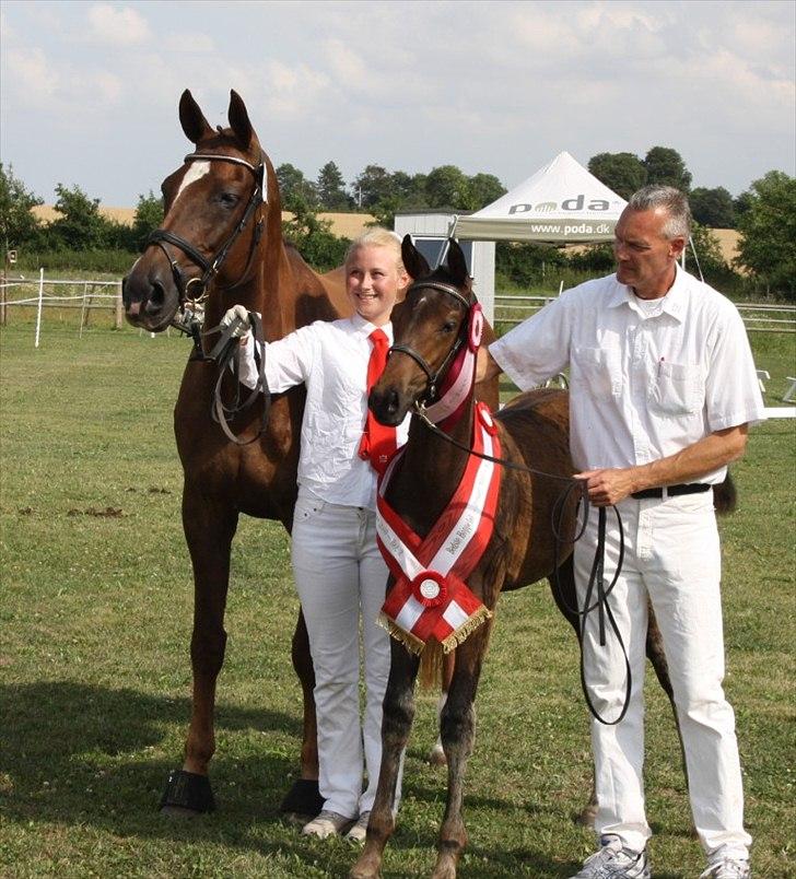 Dansk Varmblod Mi Diór billede 3