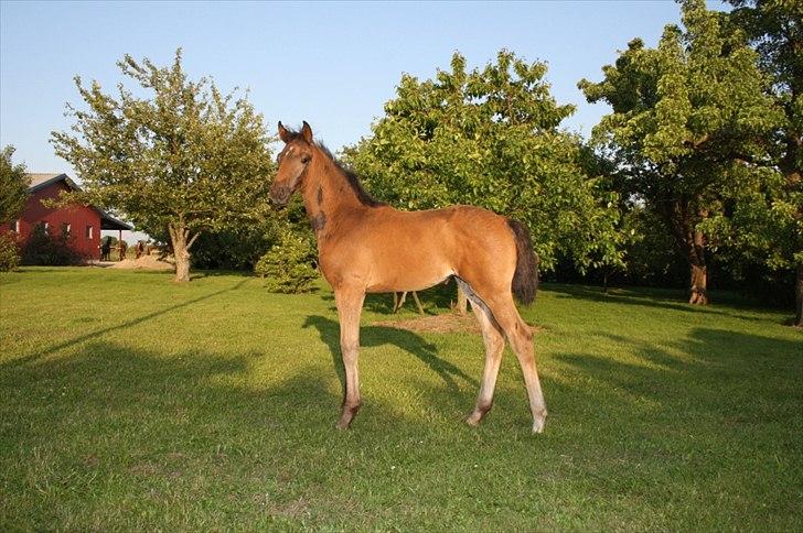 Dansk Varmblod Mi Diór billede 4