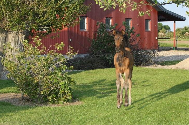 Dansk Varmblod Mi Diór billede 5