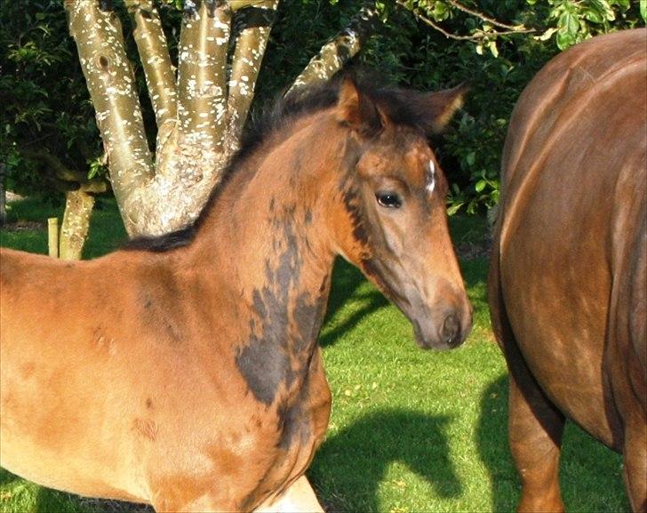 Dansk Varmblod Mi Diór billede 6